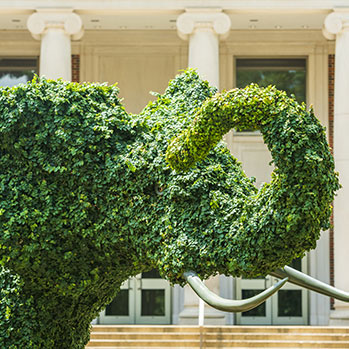 A hedge in the shape of an elephant. Link to Gifts of Life Insurance